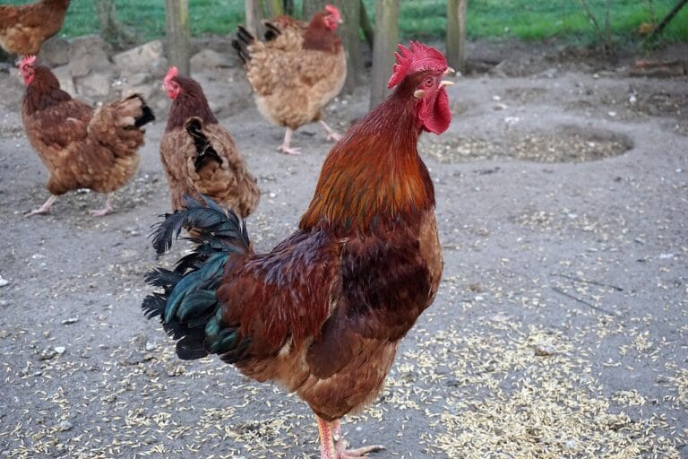 Ile kur zmieści się w mobilnym kurniku – normy i kalkulacja